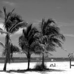 fort myers beach, florida, palm trees-3606034.jpg